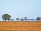 Desert with a tree in the distance surrounded by heat haze