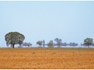 Desert with a tree in the distance surrounded by heat haze