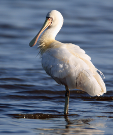 Yellow-billed spoonbill (CSIRO © John Manger)