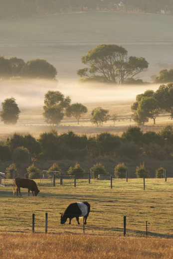 Grazing cattle (iStock © Luke8au)