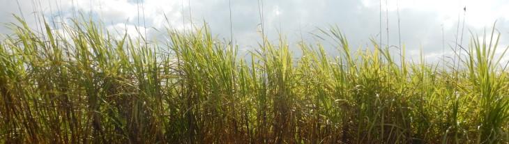 Sugar Cane, Queensland (BOM © 2016)