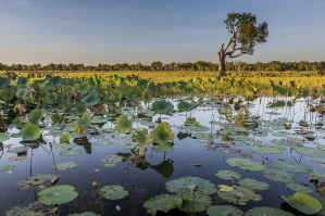 Wetland, Northern Territory (istock © Catherine and Simon Gidz)