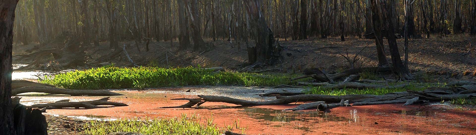 Murray River wetland (Alison Pouliot © 2007)