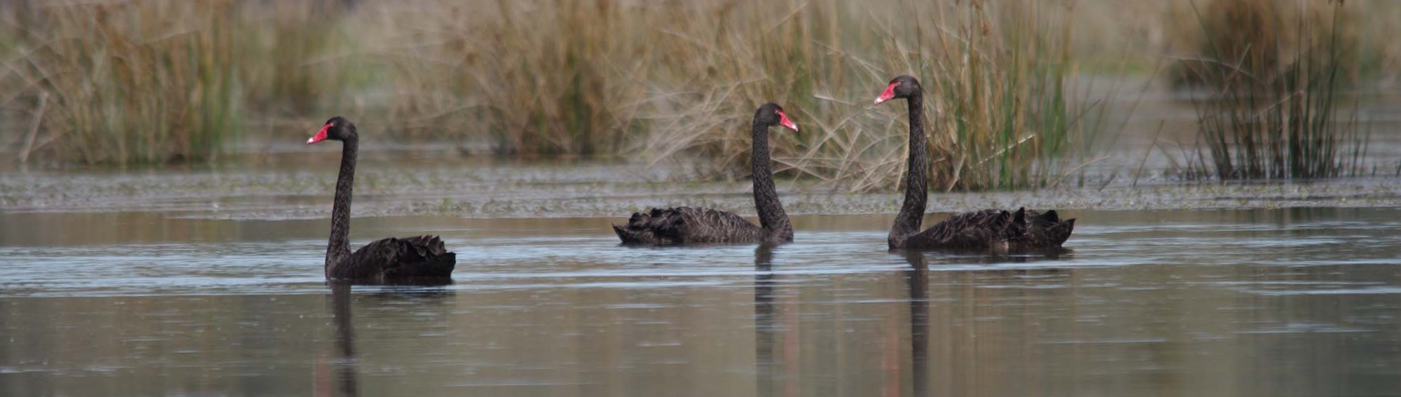 Black Swans at Steamer Plain, Murray–Darling Basin region (MDBA © Keith Ward)