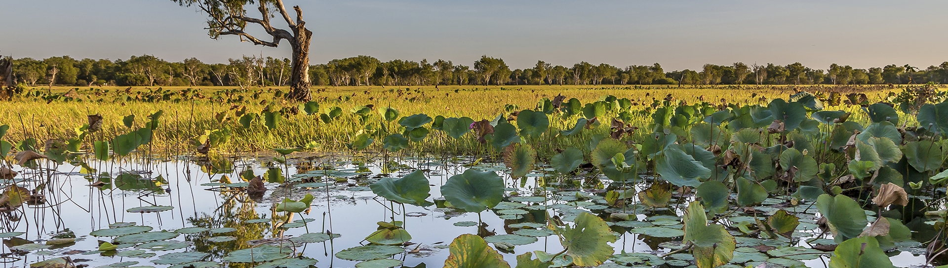 Kakadu wetland, Northern Territory (istock © Catherine and Simon Gidz)