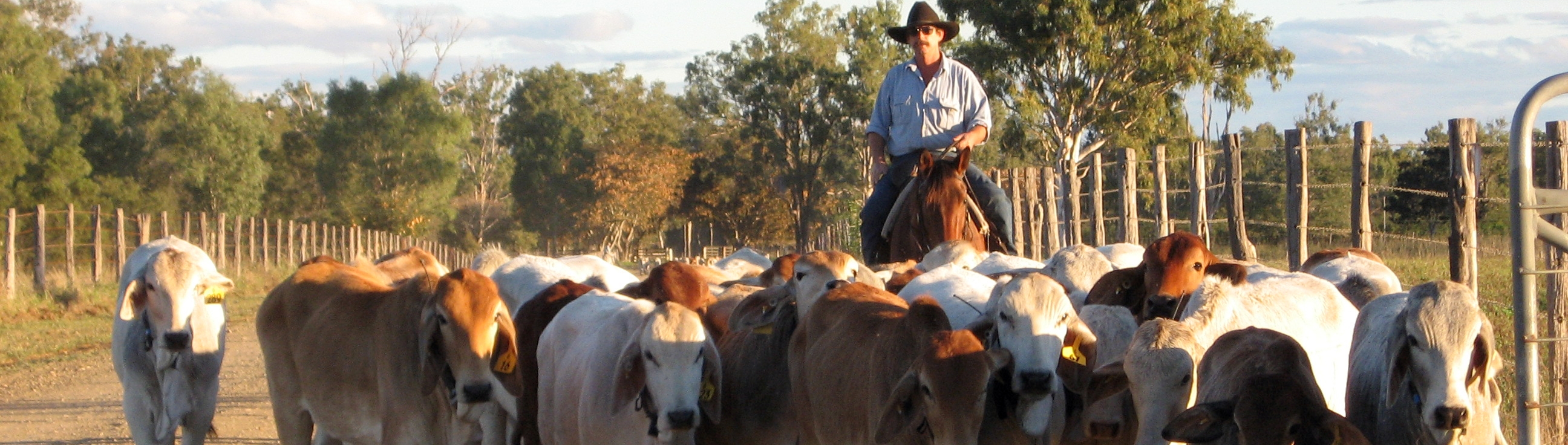 Mustering, Burdekin region (CSIRO © 2006)