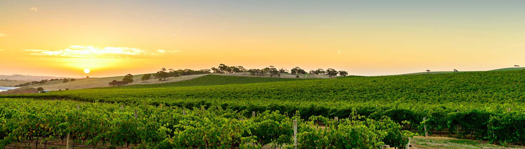 Barossa Valley, Adelaide region (istock © moisseyev)
