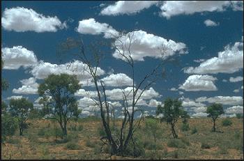 cumulus clouds