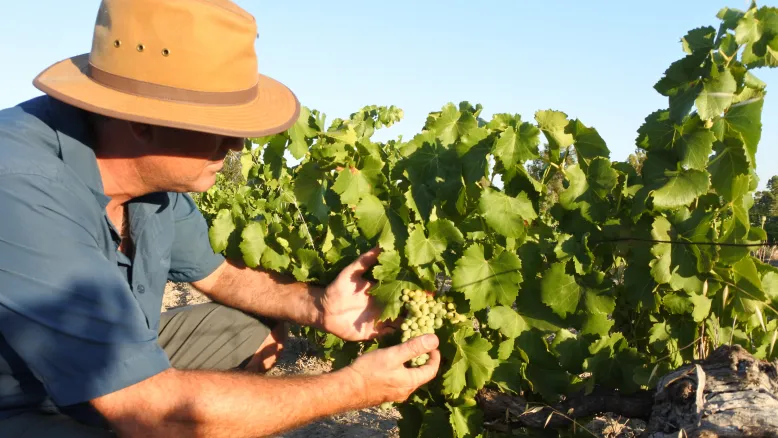 Agriculture worker inspects wine grape crops growing in a vineyard.