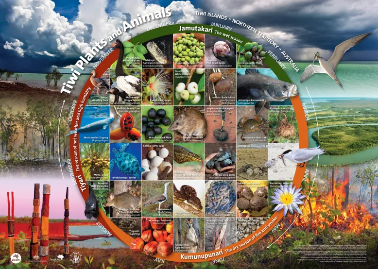 Plants and animals associated with the Tiwi traditional seasonal calendar.