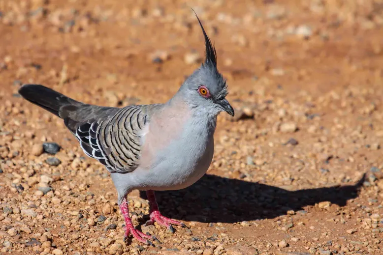 Crested pidgeon standing on the ground.
