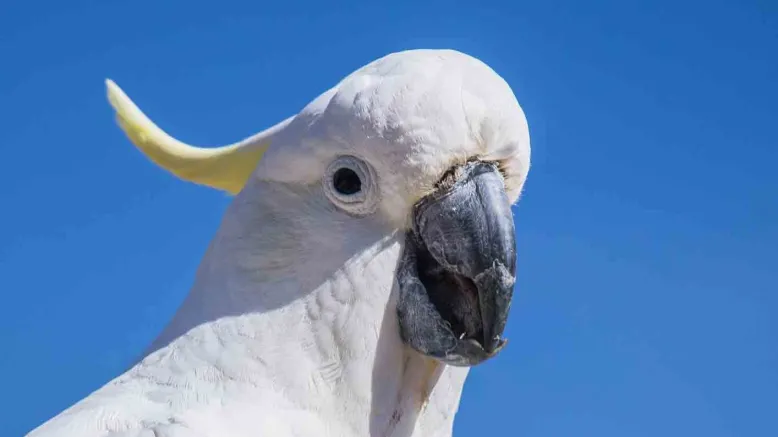 White cockatoo against blue background.
