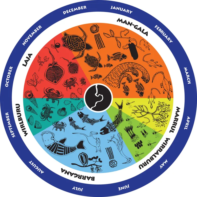 A circle showing the plants and animals associated with the Yawuru seasonal calendar.