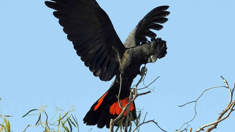 black cockatoo with wings out landing on a tree branch.