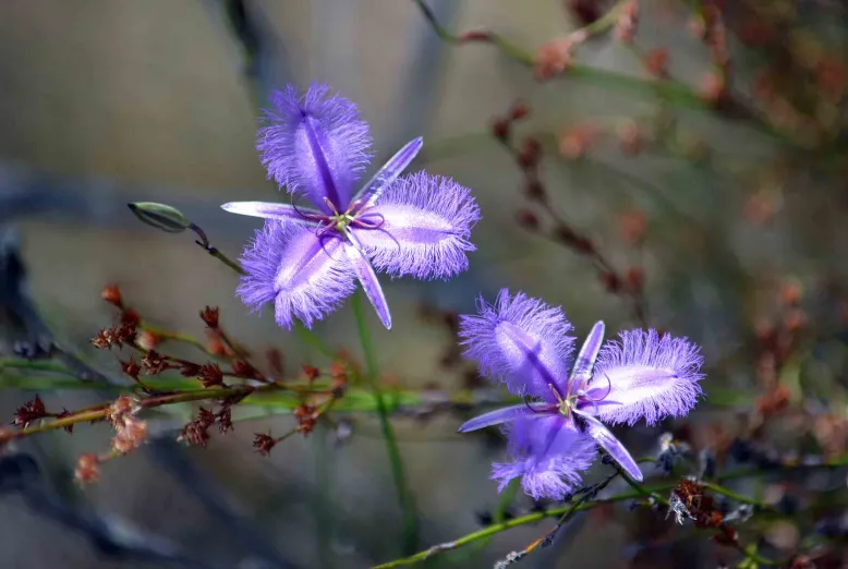 purple fringed lilies in bloom.