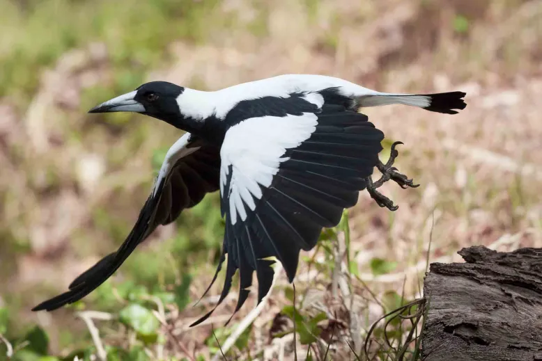 Magpie flying.