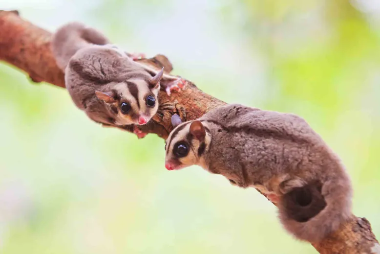 two sugargliders facing each other on a branch.