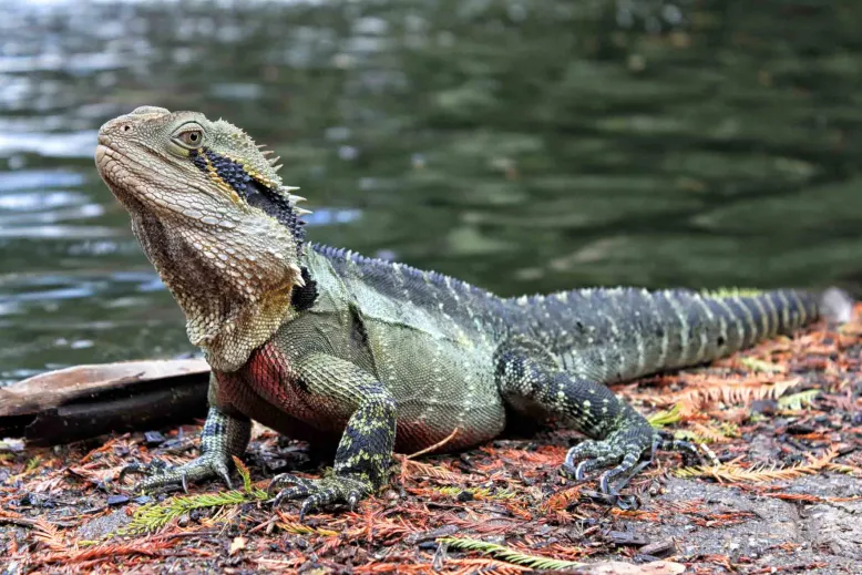 Eastern water dragon standing on the ground near a river.