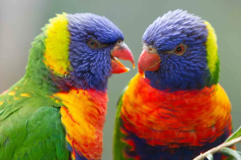 two rainbow lorikeets talking to each other.