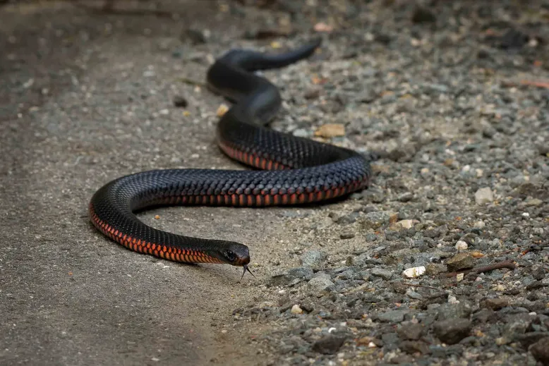Slithering red-belled snake on the ground.