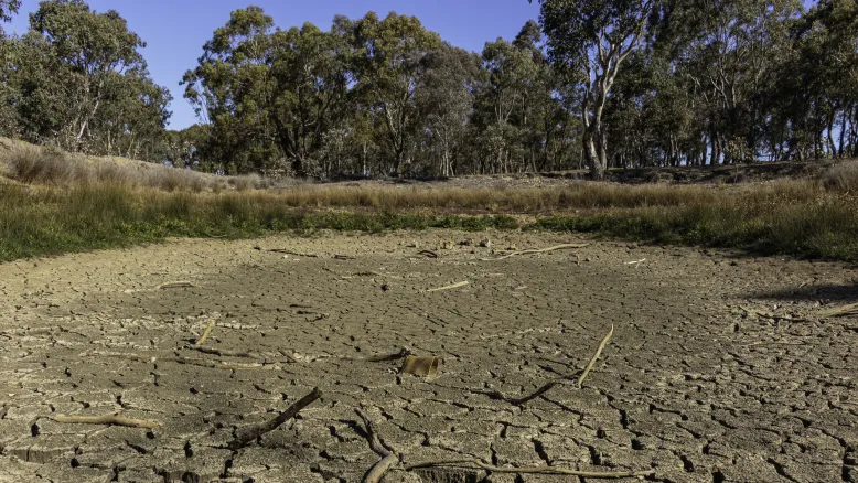 Completely dried out pond showing cracks in earth, with a background of bushland.