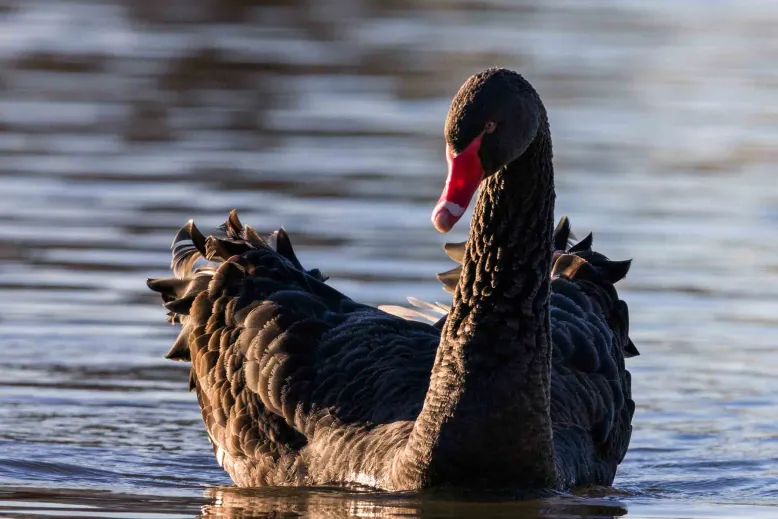 Black swain with red beak swimming on a river.