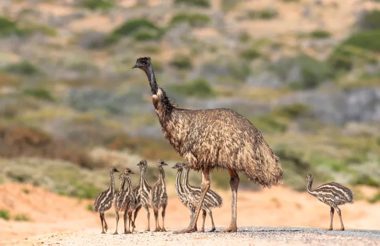 Emu adult with chicks in the outback