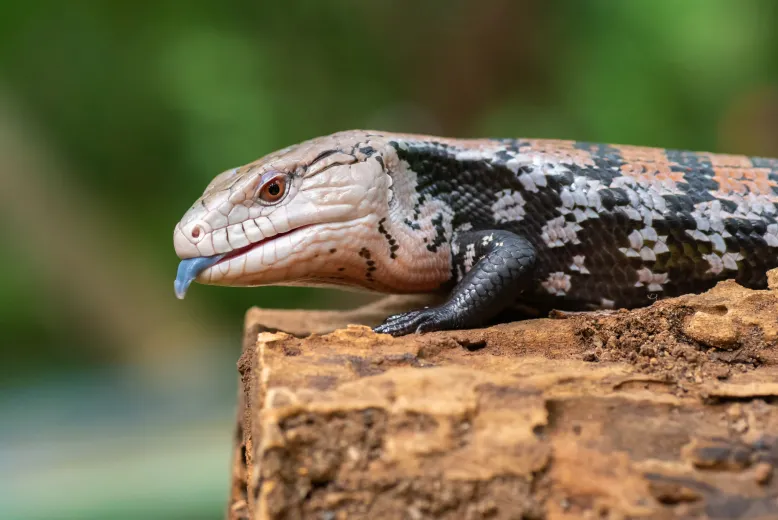 Blue-tongued lizard with its tongue out standing on a log.