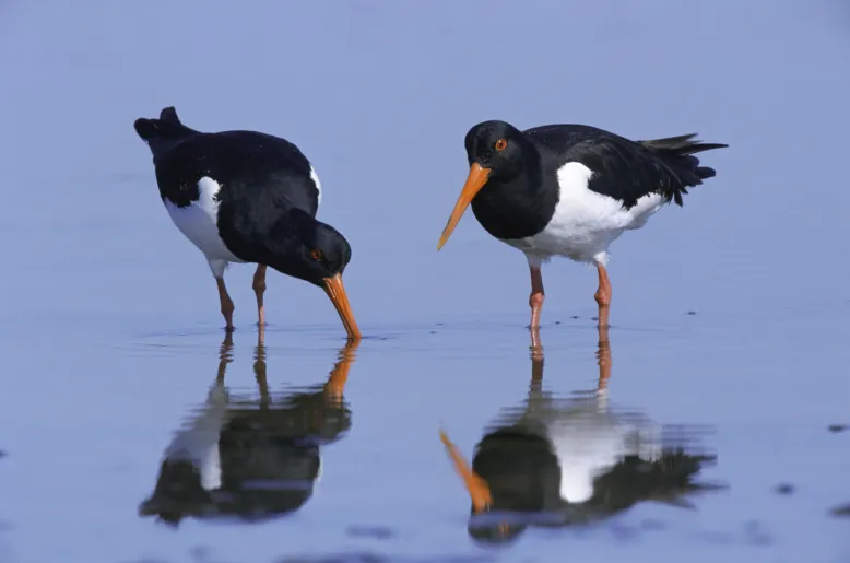Two black and white birds with orange beaks and legs in shallow water.