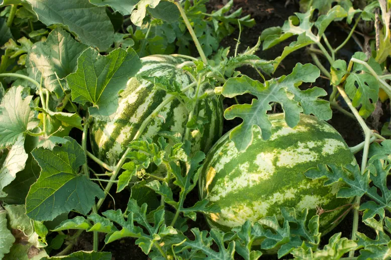 Watermelon growing on a vine on the ground.