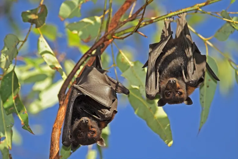 Two flying foxes hanging upside down on a tree branch.