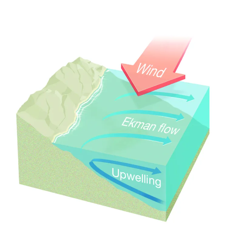 Graphic showing a square section of ocean with a sea bed rising to the left. A red arrow indicates the wind blowing along the coastal sea water. A dark blue arrow shows the direction of upwelling, pulling water from the deep and circulating to the shore and back out to sea at the surface. Three lighter arrows label this movement the Ekman flow.