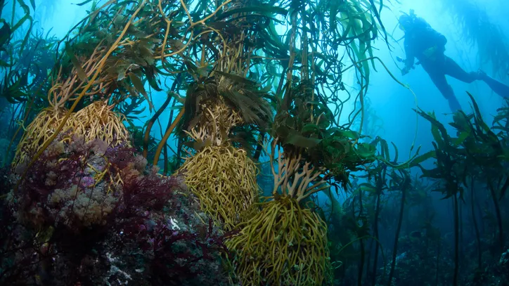 Underwater photo of a giant kelp forest. A diver can be seen at the top right.