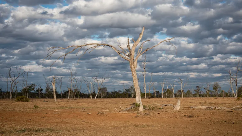 Dry and dead trees in a barren rural landscape under a cloudy sky.