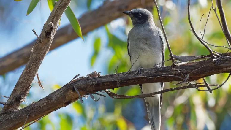 Black-faced Cuckoo Shrike sitting on a tree branch with green leaves and blue sky in the background. The bird has grey plumage and a black face.