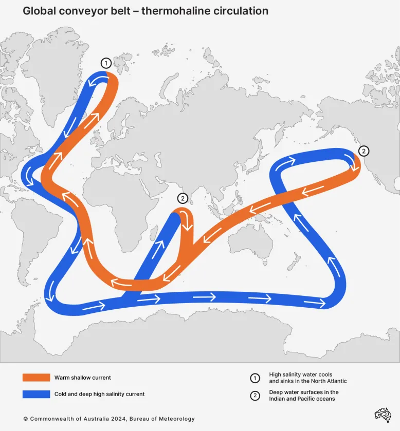Map of the global conveyor belt, or thermohaline circulation. High salinity water cools and sinks in the north Atlantic. It flows south and turns east at Antarctica. The flow branches into the Indian and Pacific oceans, where the deep water surfaces. Turning south, the branches reunite in the Indian Ocean. As the water flows north, it cools and gets saltier. It sinks in the north Atlantic and starts another cycle.
