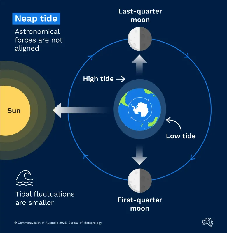 Diagram showing how non-aligned astronomical forces create neap tides. 