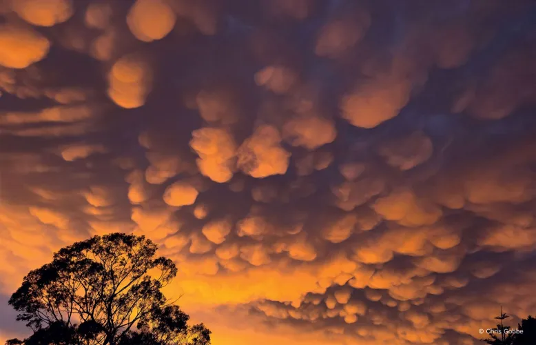 Twilight sun illuminates the bottom of mammatus clouds.