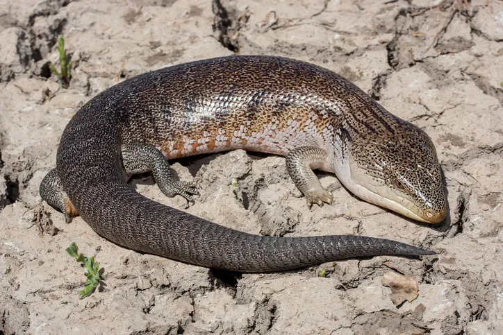 Close-up of Northern blue-tongue lizard or skink standing on cracked mud ground. 