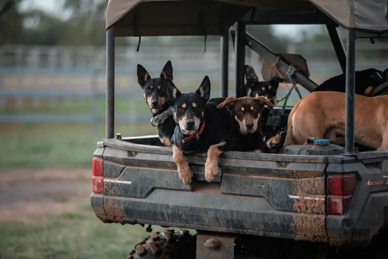 Kelpies looking out of the back of a farm vehicle.