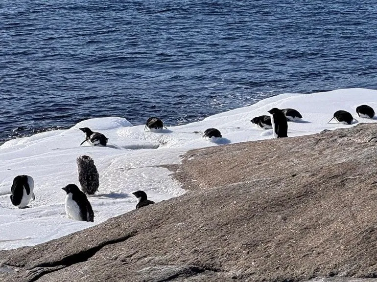 A dozen Ad&eacute;lie penguins standing on ice in Antarctica.