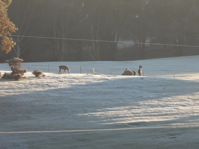 Llamas in a field covered in frost.