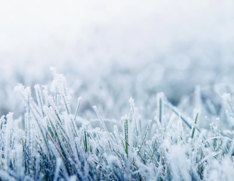 Grass covered in frost.