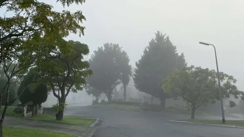 Foggy suburban street lined with trees, with fallen leaves scattered across a wet road and footpath.