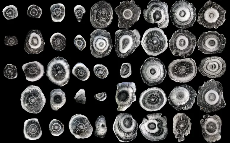 Black and white scan of about 30 large hailstones cut in half. Ring inside the hailstones are visible and are all unique.