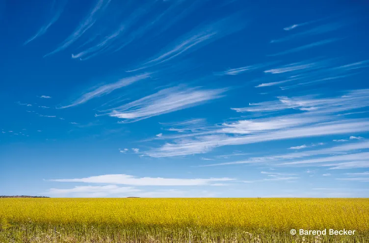 Wispy streaks of high cloud sweep across a deep blue sky above a vast field of yellow wildflowers.