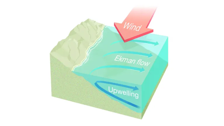 Diagram of coastal upwelling. Wind blowing parallel to the coast drives the Ekman flow. It draws deep water upward and toward the shore, with surface water moving offshore.