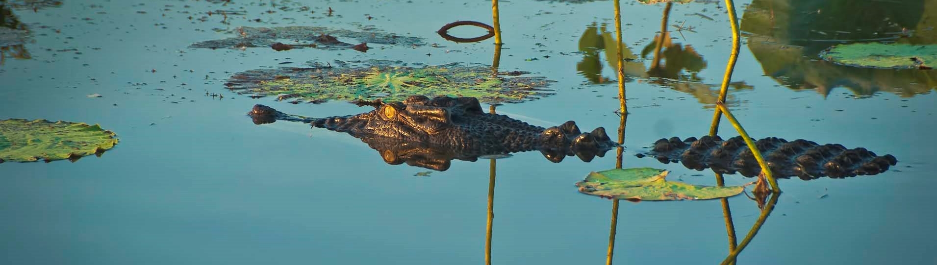 Crocodile, Northern Territory (iStock © sburel) Crocodile, Northern Territory (iStock © sburel)